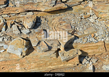 approx. 300 million year old fossils of the Mesosaurus tenuidens with Keetmanshoop, Namibia, Africa, ca. 300 Millionen Jahre alt Stock Photo