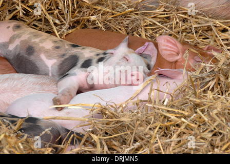 A bunch of Rare Breed pigs enjoy a nap Stock Photo