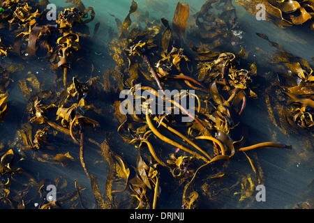 Gigantic seaweed Macrocystis pyrifera, kelp, Bird Island, west cape, western cape, South Africa, Africa, Riesentang (Macrocystis Stock Photo