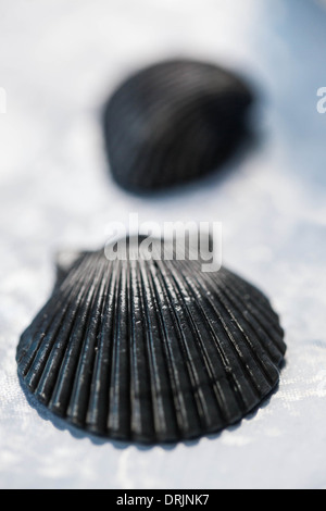 Black seashells Stock Photo