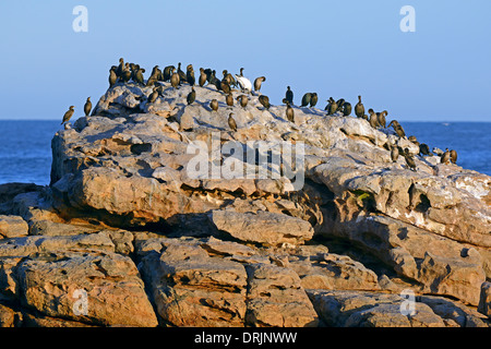 Cape cormorant Phalacrocorax capensis, Bird Island, Lamberts Bay, west cape, western cape, South Africa, Africa, Kap Kormoran (P Stock Photo