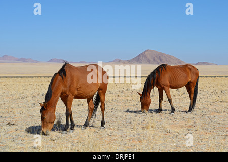 grazing wild horses in Garub with From, Namibia, Africa, grasende Wildpferde in Garub bei Aus, Afrika Stock Photo