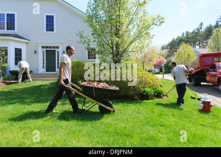 Landscapers clearing weeds at a home garden and carrying them away in a wheelbarrow Stock Photo