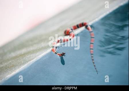 Coral Snake sits on the edge of an infinity pool Stock Photo