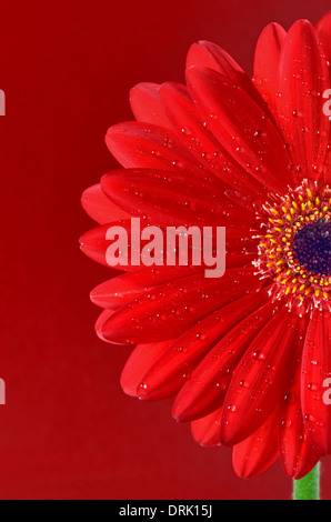 Red Gerbera Flower on red background Stock Photo