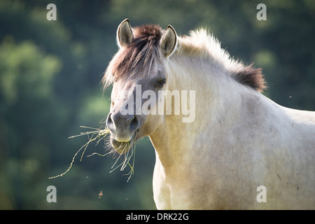 Polish Primitive Horse. Portrait of dun adult Stock Photo