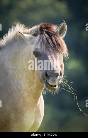 Polish Primitive Horse. Portrait of dun adult Stock Photo