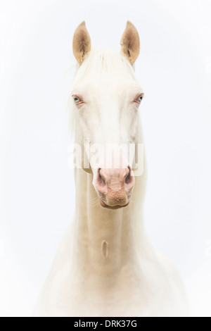Oldenburg Horse Portrait of cremello stallion against a white background New Zealand Stock Photo