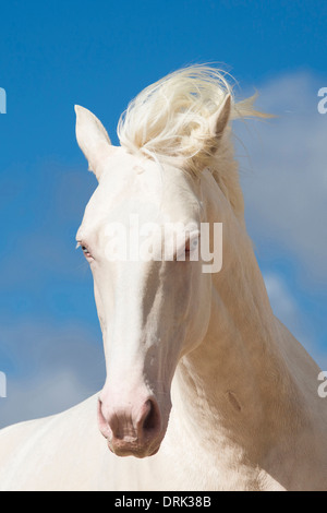 Oldenburg Horse Portrait of cremello stallion New Zealand Stock Photo