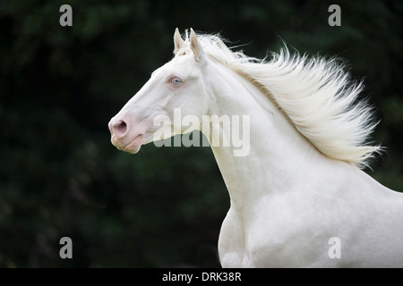 Oldenburg Horse Portrait of cremello stallion New Zealand Stock Photo