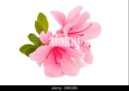 azalea flower on the white isolate background Stock Photo