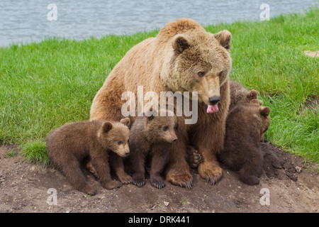 European Brown Bear (Ursus arctos). Mother with four cubs, sitting. Sweden Stock Photo