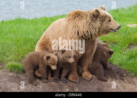 European Brown Bear (Ursus arctos). Mother with four cubs, sitting. Sweden Stock Photo