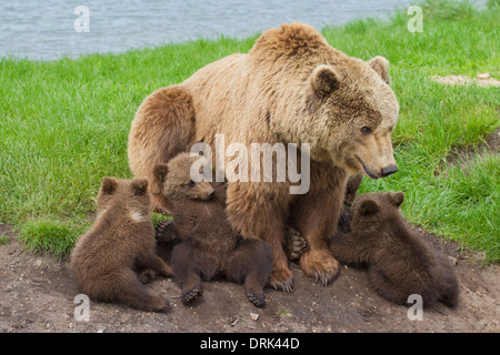 European Brown Bear (Ursus arctos). Mother with four cubs, sitting. Sweden Stock Photo