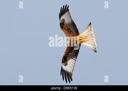 Red Kite in flight against blue sky Stock Photo