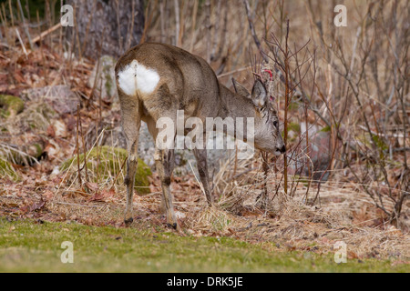 Roe Deer (Capreolus capreolus). Buck rubbing its antlers on twigs in order to remove the velvet. Sweden Stock Photo