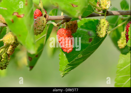 Black Mulberry Tree (Morus nigra), branch with fruits, Greece Stock Photo