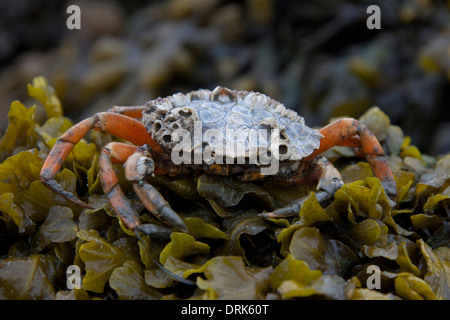 Green Shore Crab, Green Crab, North Atlantic Shore Crab (Carcinus maenas) on algae. Germany Stock Photo