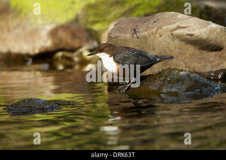 Dipper on rock Stock Photo