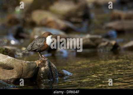 Dipper on rock (2) Stock Photo