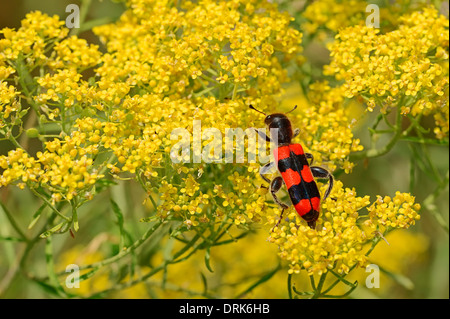 Bee Beetle (Trichodes apiarius), Greece, Europe Stock Photo