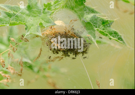 Young Nursery Web Spiders (Pisaura mirabilis) in web, North Rhine-Westphalia, Germany Stock Photo