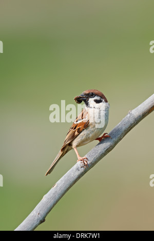 Tree Sparrow (Passer montanus), Greece, Europe, Stock Photo