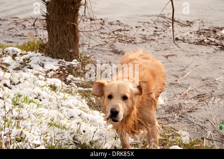 Wet dog Stock Photo