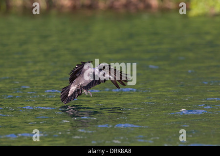 Corbie Corvus corone cornix Danish Crow Nebelkraehe Stock Photo