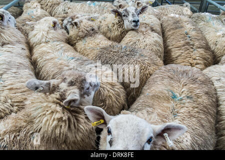 Auction day at Salisbury Cattle Market , Auction is on every Tuesday ...