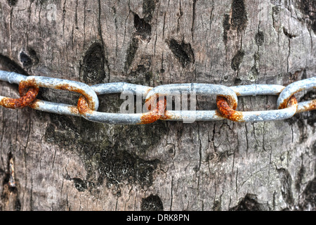 Heavy duty rusty boat chain wrapped around a tree on the beach in the Caribbean Stock Photo