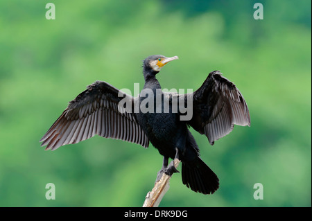 Great Cormorant (Phalacrocorax carbo), drying wings, Greece, Europe Stock Photo