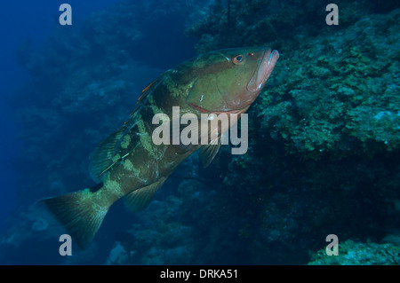 A tagged Nassau Grouper in Little Cayman, Cayman Islands. Stock Photo