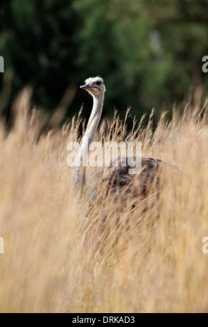 Ostrich (Struthio camelus) in Kruger National Park, South Africa Stock Photo