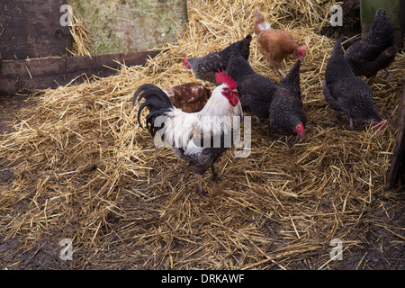Chickens at Hackney City Farm. Hens and a cockerel on straw. Stock Photo