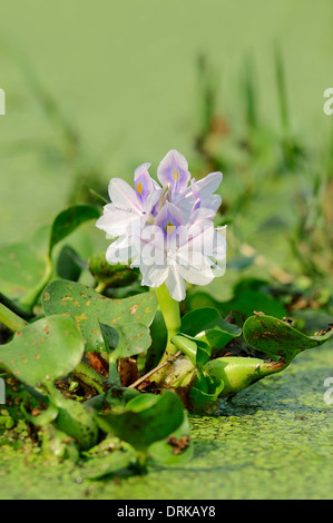 Common Water Hyacinth (Eichhornia crassipes), Keoladeo Ghana national park, Rajasthan, India Stock Photo