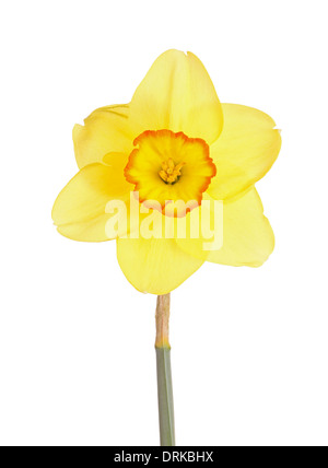 Single flower and stem of the yellow and red, small-cup daffodil cultivar Pacific Rim against a white background Stock Photo