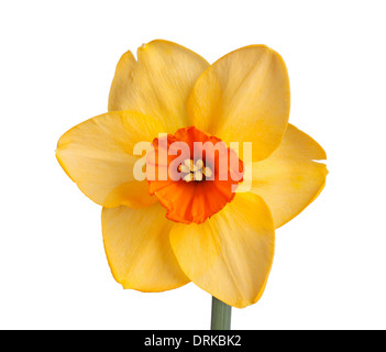 Single flower of the orange and red, small-cup daffodil cultivar Red Diamond isolated against a white background Stock Photo