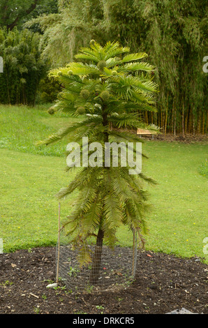 Wollemi Pine, Wollemia nobilis Stock Photo