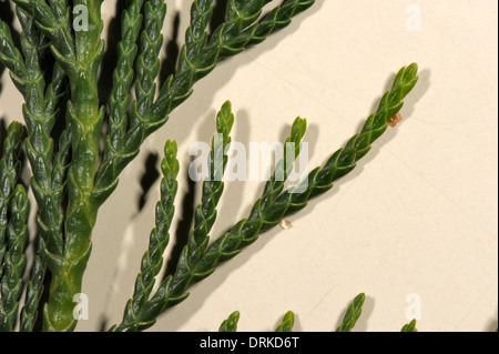 Nootka Cypress, Xanthocyparis nootkatensis frond or leaves Stock Photo