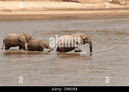 African elephant (Loxodonta africana). Three elephants crossing a shallow river in the dry season. Stock Photo