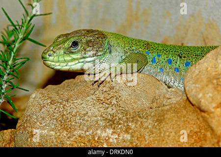 Ocellated Lizard (Timon lepidus) closeup, Stock Photo