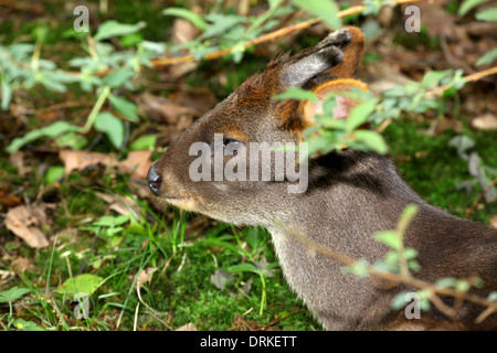 Southern or Chilean or common Pudu (Pudu puda) close up on male head wiht velvet antlers Stock Photo