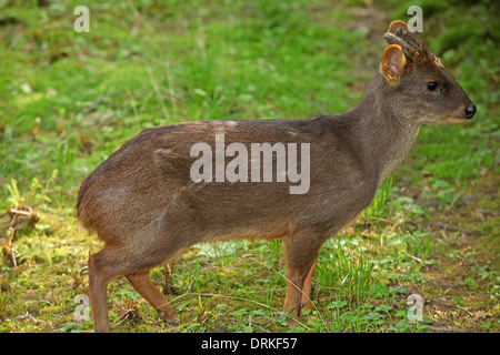 Southern or Chilean or common Pudu (Pudu puda) male wiht velvet antlers Stock Photo