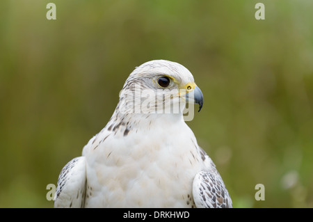 Gerfalke, Falco rusticolus, Gyrfalcon Stock Photo
