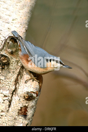 Nuthatch perched on a Silver Birch trunk. Typical upside down pose Stock Photo