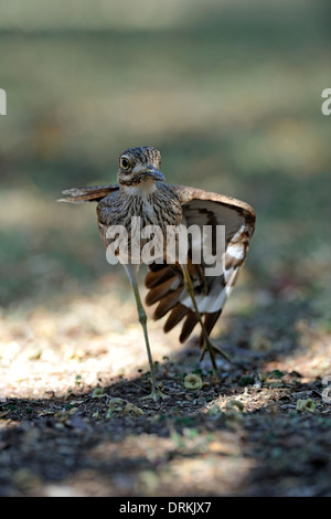 Water thick-knee (Burhinus vermiculatus) in Kruger National Park, South Africa Stock Photo