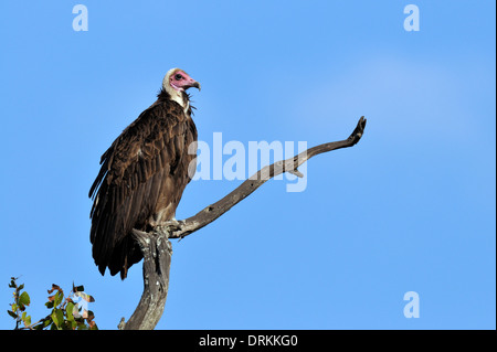 Hooded vulture (Necrosyrtes monachus), Kruger National Park, South Africo Stock Photo