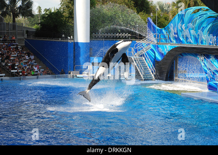 Shamu jumping in pool at Sea World Orlando Florida USA Stock Photo