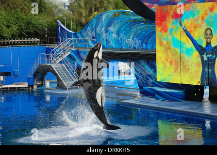 Shamoo Ride Seaworld Shamu jumping in pool at Sea World Orlando Florida USA Stock Photo - Alamy